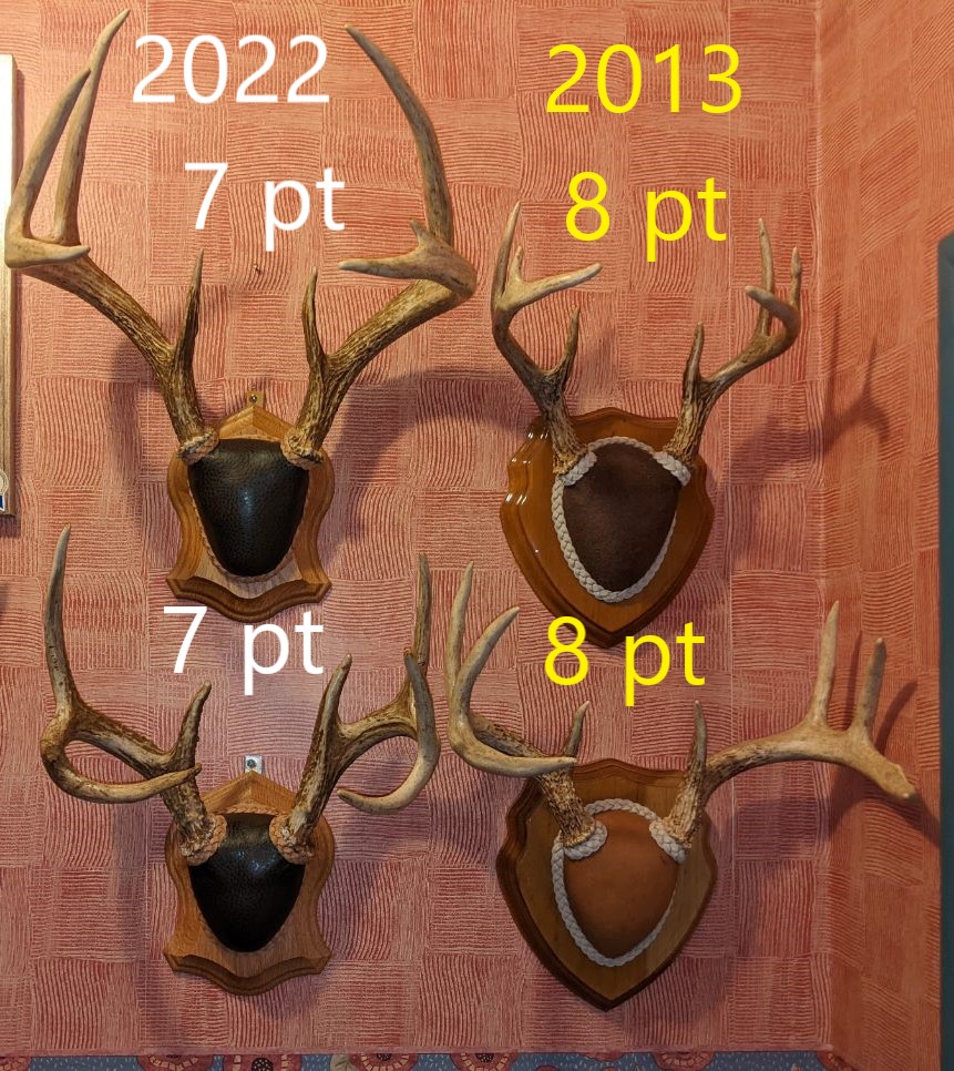 Buck Pairs from 2013 and 2022