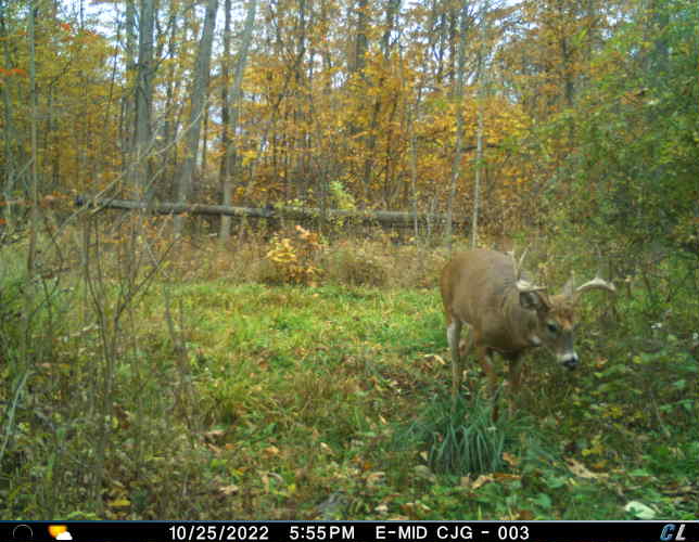 CountryJackG (my role as a hunter) is VERY relieved to see daylight nice buck activity just 3 days after Farmer Jack had wheelbarrowed in 15 gallons of water