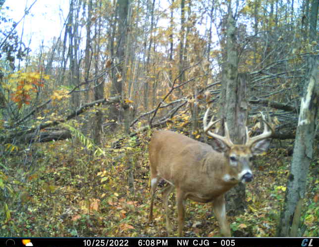 Very relieved to see daylight nice buck activity just 3 days after Farmer Jack had wheelbarrowed in 15 gallons of water with his chocolate Lab with him