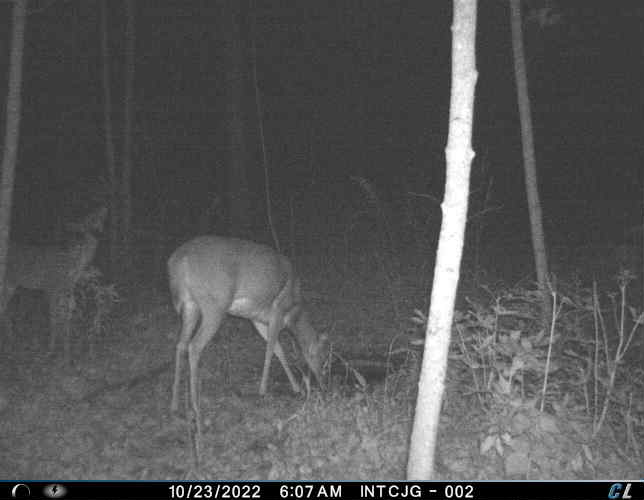 First deer takes a drink from new Wildlife Water Source