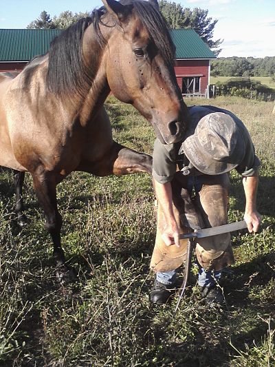 Stand Unrestrained Front on hoof stand