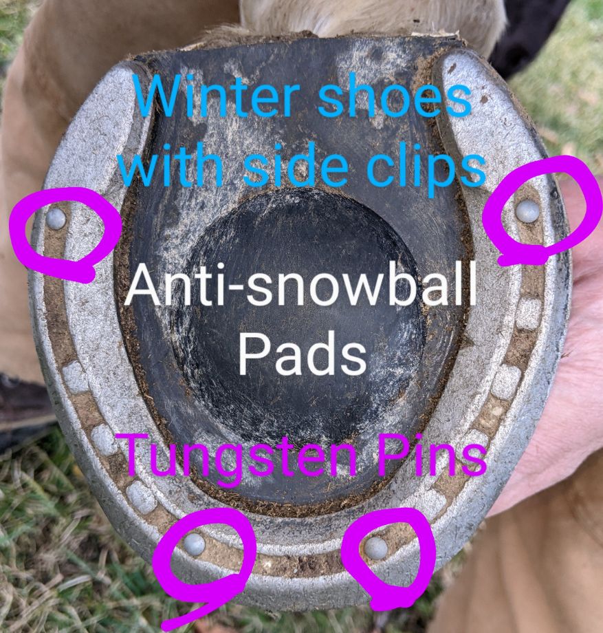 Winter hind shoe with side clips and tungsten pins and anti-snowball pads