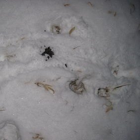 Deer scat in the snow